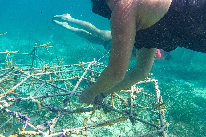 Snorkel Lovers for All Ages & Premium Seafood Lunch in Punta Cana - Lunch quality and drinks: what to expect so you do not get disappointed