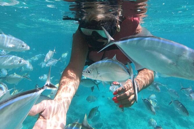 Speed Boat and Snorkeling in Punta Cana Bavaro - Stop 1, Bavaro Reef snorkeling: fish, shallow water comfort, and guidance