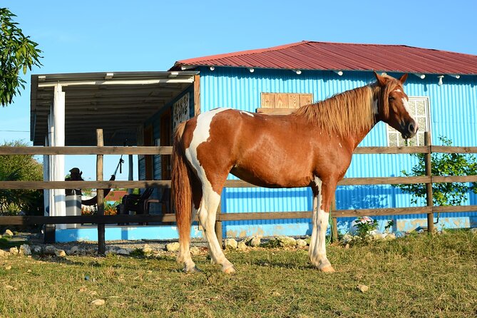 Sunset Horseback Riding Tour in Punta Cana (Private Option) - Mud, garbage, and horse temperament: the stuff you should plan for