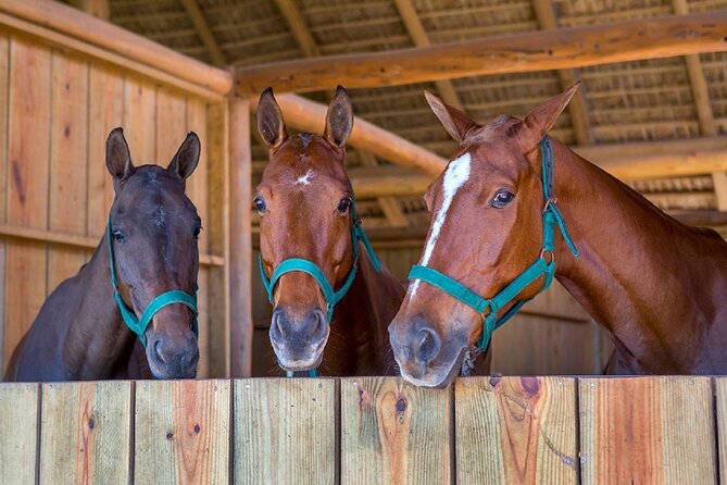 Swimming with Horses at the Beach from Punta Cana Free transportation - From Punta Cana Pickup to the Horse Room at the Seashore