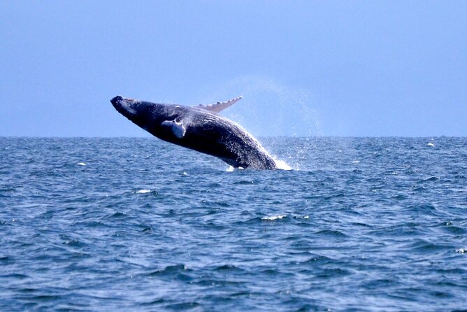 Tour with Whale Watching in Samaná, Beach and Waterfall - Key things to know before you go