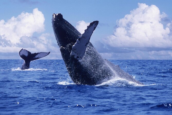 Tour with Whale Watching in Samaná, Beach and Waterfall - Why Samaná’s Winter Whales Are Worth the Punta Cana Long Day