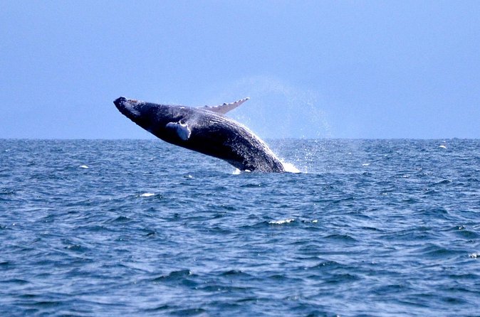Tour with Whale Watching in Samaná, Beach and Waterfall - El Limón and Salto el Limón: Horseback, 30 Minutes at the Falls, and River-Eyed Scenery