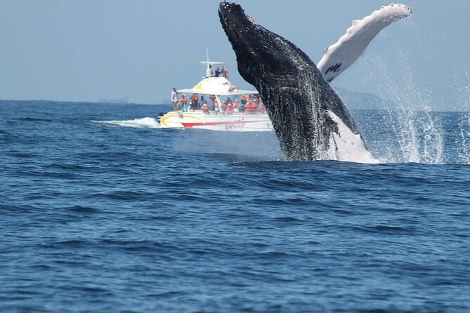 Tour with Whale Watching in Samaná, Beach and Waterfall - Tips That Can Save Your Day (and Your Money)