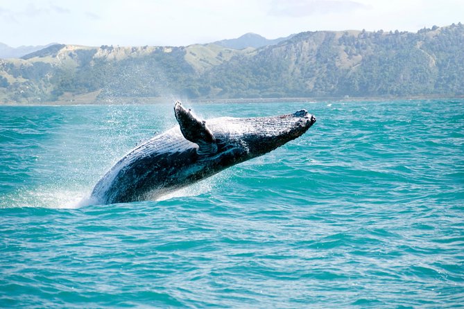 Whale Watching and Bacardi Island day trip from Punta Cana - Key highlights that make this day trip work