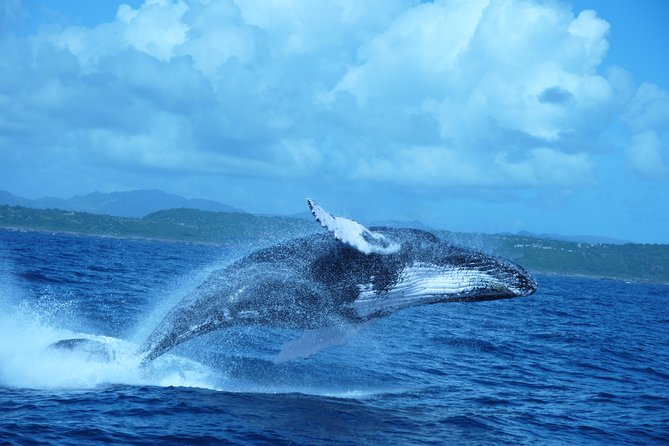 Whale Watching and Bacardi Island day trip from Punta Cana - Samana Bay by catamaran, and how the whale search is staged