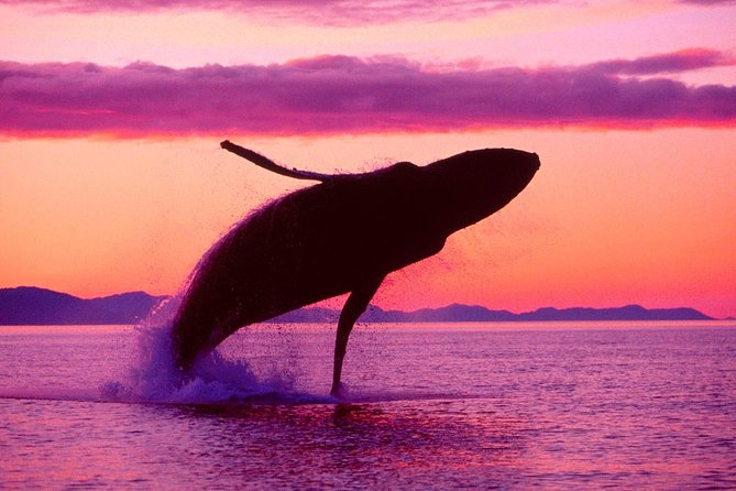 Whale Watching and Bacardi Island day trip from Punta Cana - Ride comfort, timing, and why the 99-person cap matters