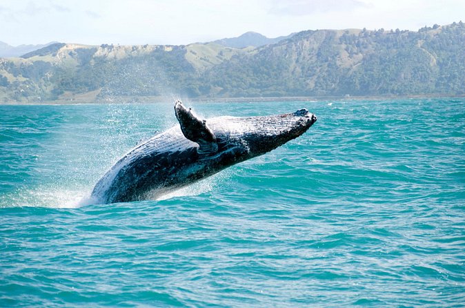 Whale Watching and Bacardi Island day trip from Punta Cana - Price check: what $158.99 buys you, and how to judge the value