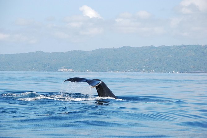 Whale Watching and Bacardi Island day trip from Punta Cana - Bacardi Island (Cayo Levantado Beach) is the payoff: lunch, drinks, and real downtime