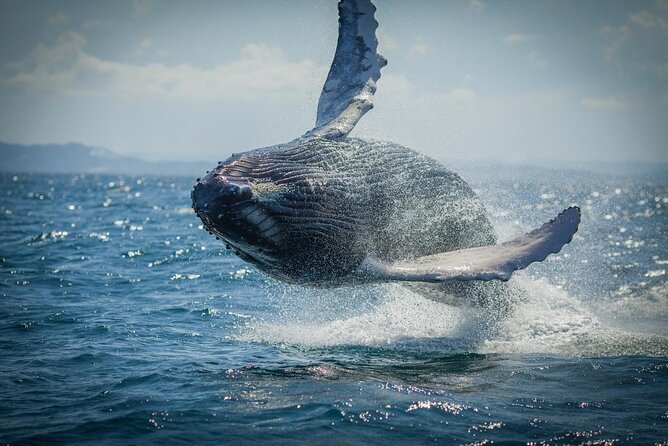 Whale Watching, Cayo Levantado and Limón Waterfall in Samaná - Key Things You’ll Notice On This Samaná Day Trip