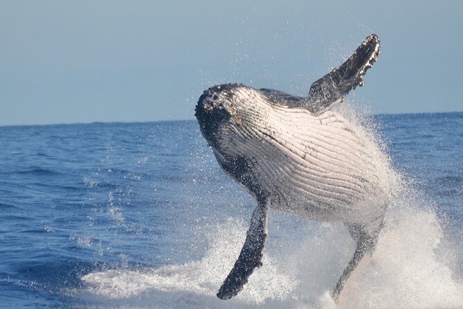 Whale Watching, Cayo Levantado and Limón Waterfall in Samaná - La Canita Breakfast and Catamaran Boarding: The Part You Should Watch Closely