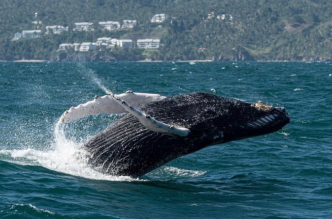 Whale Watching, Cayo Levantado and Limón Waterfall in Samaná - Cultural Stops on the Way: Ranch Views and a Typical Dominican House