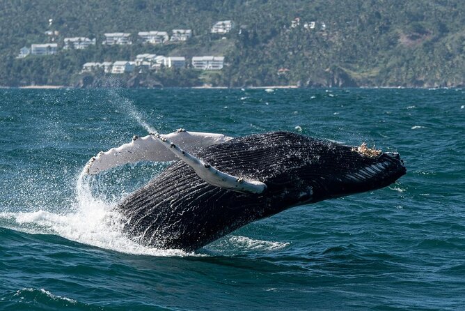 Whale Watching, Cayo Levantado and Limón Waterfall in Samaná - What to Pack and How to Think About the Water Stops