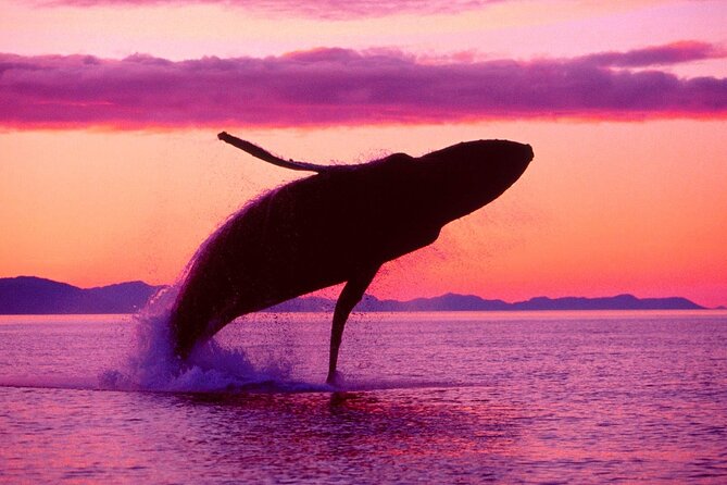Whale Watching & Limón Waterfall Day Trip - Samana Bay by catamaran: your humpback whale viewing window