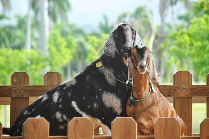 Xploration Animal Encounters Half Day Tour from Punta Cana - Weather, suitability, and who should book